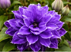 Кореневища клематису Shin-shigyoku