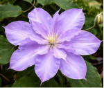 Корневища клематиса Yvette Houry