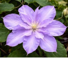 Корневища клематиса Yvette Houry