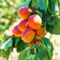 Саджанці абрикоса Ерлі Блуш