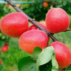 Саженцы абрикоса Вондер Кот