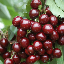 Саджанці черешні Скіна