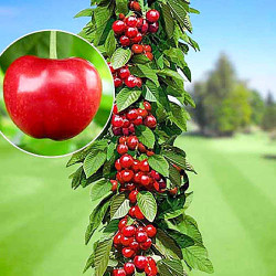 Саджанці черешні Кордія