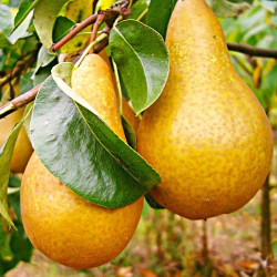 Саджанці груші Бере Боск