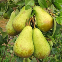 Саженцы груши Конференция