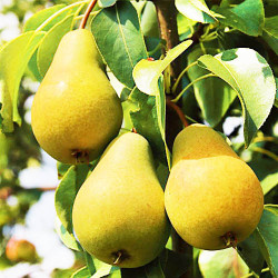 Саженцы груши колонновидной Сапфира