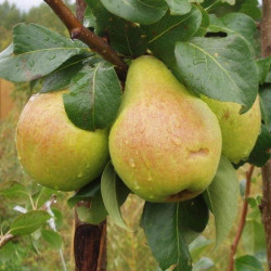 Саджанці груші Рікс