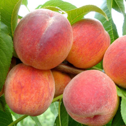 Саджанці персика Редхевен