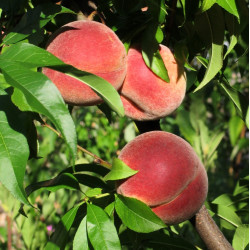Саженцы персика Вайн Голд Т5