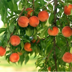 Саджанці персика Вулкан  (Vulcan)