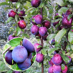 Саджанці сливи колоновидної Імперіал