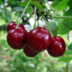 Саженцы вишни Чудо-вишня