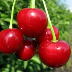 Саженцы вишни Любская