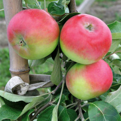 Саджанці яблуні Ерлі Женева