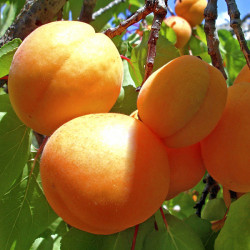 Саженцы абрикоса Ананасовый