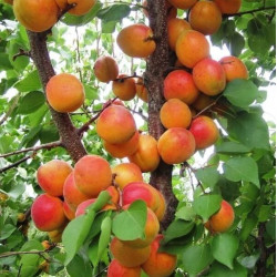 Саженцы абрикоса Киевский Красавец