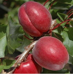 Саженцы абрикоса Рубиста (Rubista) 
