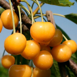 Саженцы жёлтой черешни Медовая
