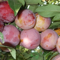Саженцы сливы Ренклод