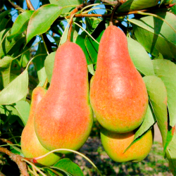 Саженцы груши Парижанка