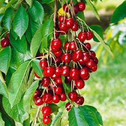 Саженцы черешни колонновидной Куин Мэри