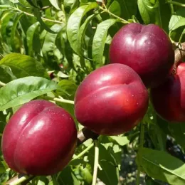 Саженцы нектарина Биг Топ