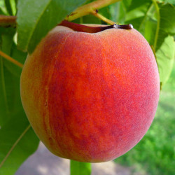 Саженцы персика Инка