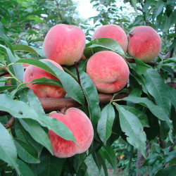 Саджанці персика Київський Ранній