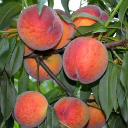 Саженцы персика Харнас​​​​​​​ (Harnas)