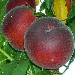 Саджанці персика Роял Маджестик