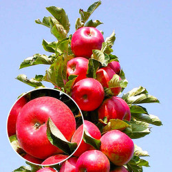 Яблоня колонновидная Джина