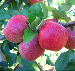  Саженцы яблони Фуджи