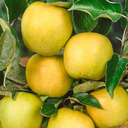 Саженцы яблони Голден Делишес