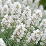 Лаванда Angustifolia Біла