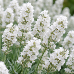 Лаванда Angustifolia Белая