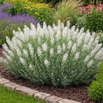 Лаванда Angustifolia Біла