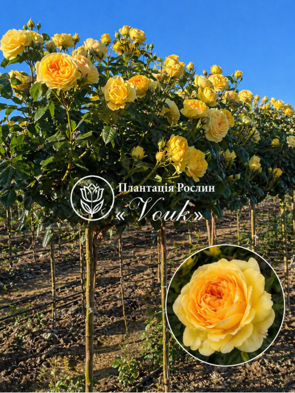 Саджанці троянди Ані Дюпрей на штамбі