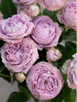 Саджанці троянди Блоссом Бабблз на штамбі