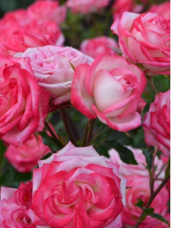 Саджанці троянди Софіна на штамбі