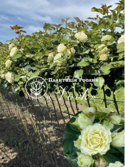 Саджанці троянди Лувіана на штамбі