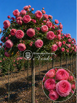 Саджанці троянди Плейфул Рококо на штамбі
