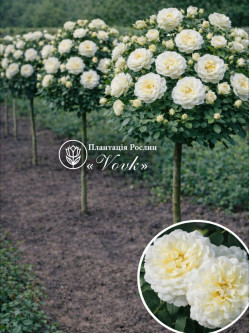 Саджанці троянди Транквіліті на штамбі