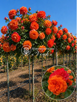 Саджанці троянди Емільєн Гійо на штамбі