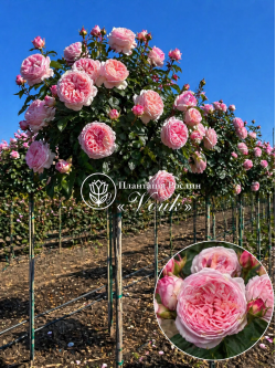 Саджанці троянди Хеппі Піано на штамбі