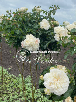 Саджанці троянди Свані на штамбі