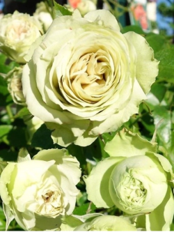 Саженцы розы Грин Фэшн на штамбе