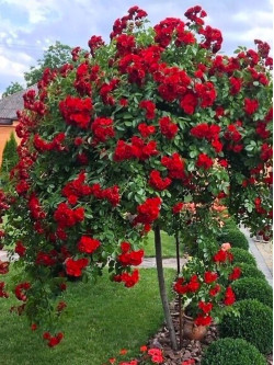 Саджанці троянди Симпатія на штамбі