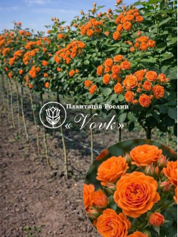 Саджанці троянди Клемантина на штамбі