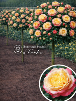 Саджанці троянди Ювілей Кордеса на штамбі