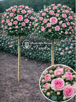 Саджанці троянди Міні Еден на штамбі